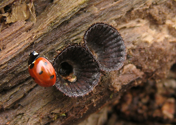 čiaškovec pásikavý Cyathus striatus (Huds.) Willd.