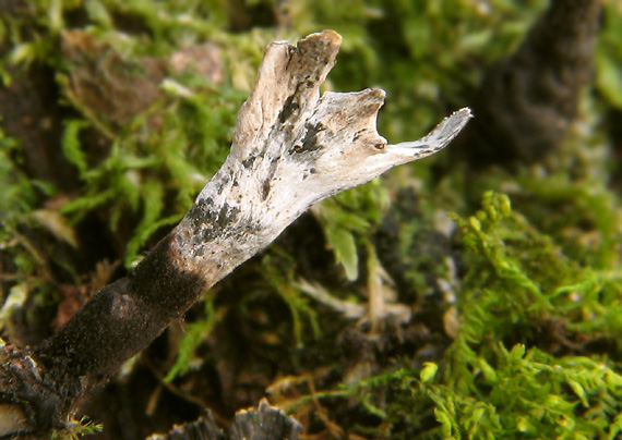 drevnatec parohatý Xylaria hypoxylon (L.) Grev.