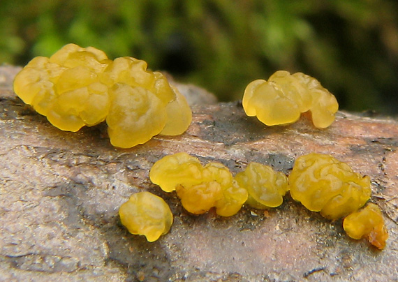 slzovec rôsolovitý Dacrymyces stillatus Nees