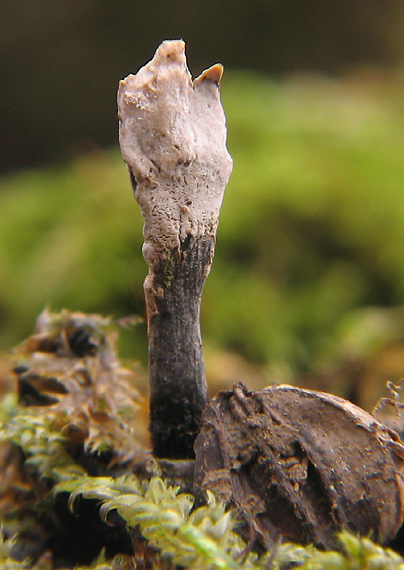 drevnatec parohatý Xylaria hypoxylon (L.) Grev.