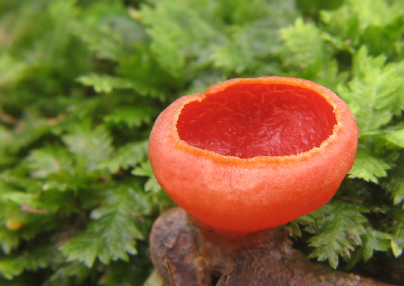 ohnivec šarlátový Sarcoscypha coccinea (Gray) Boud.