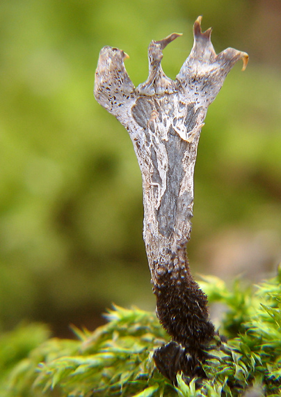 drevnatec parohatý Xylaria hypoxylon (L.) Grev.