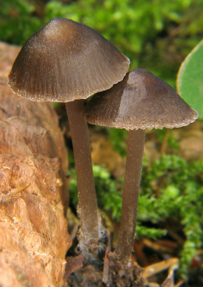 prilbička šišková Mycena strobilicola J. Favre & Kühner