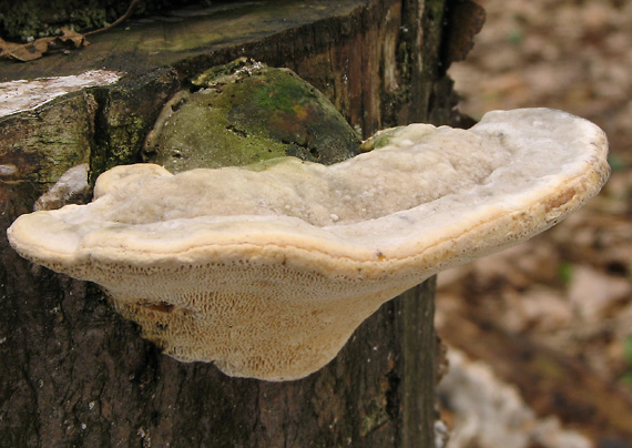 trúdnikovec hrbatý Trametes gibbosa (Pers.) Fr.