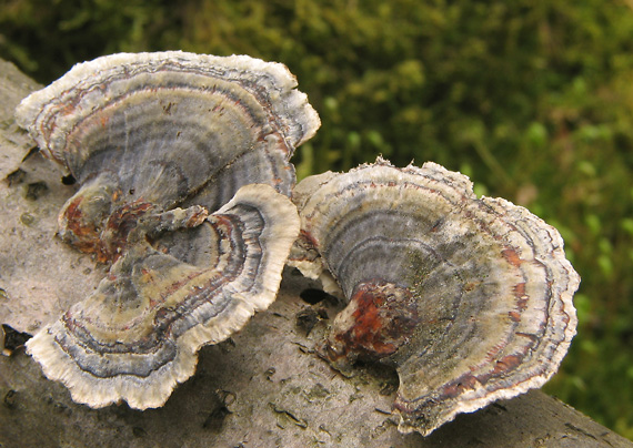 trúdnikovec pestrý Trametes versicolor (L.) Lloyd