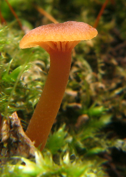 tanečnička zvončekovitá Xeromphalina campanella (Batsch) Maire