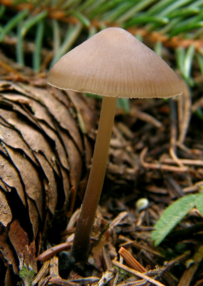 prilbička šišková Mycena strobilicola J. Favre & Kühner