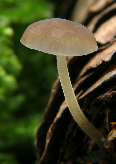 peniazočka smreková Strobilurus esculentus (Wulfen) Singer