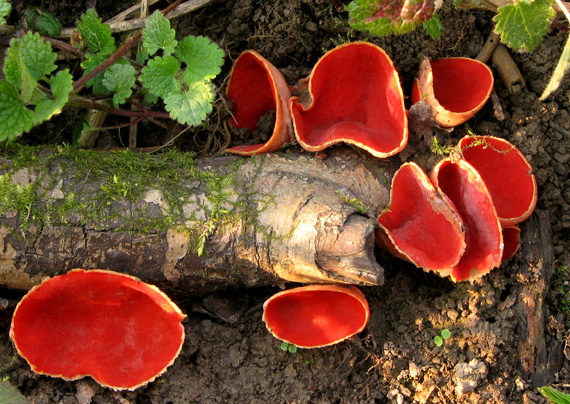 ohnivec šarlátový Sarcoscypha coccinea (Gray) Boud.