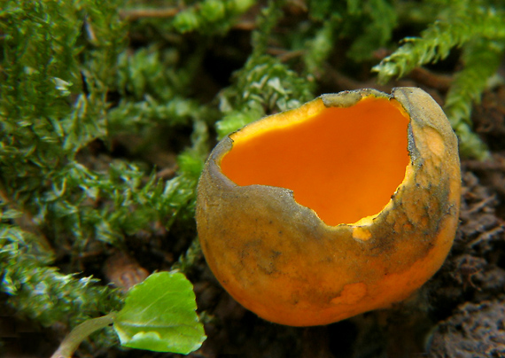 pohárovka ohnivá Caloscypha fulgens (Pers.) Boud.