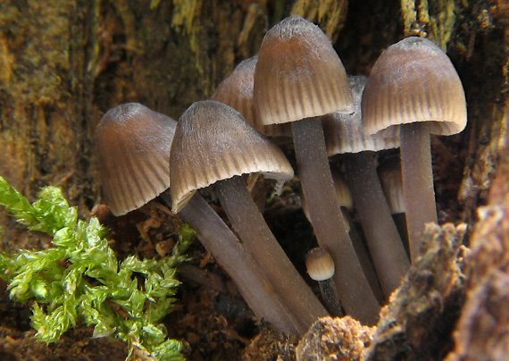 prilbička Mycena sp.