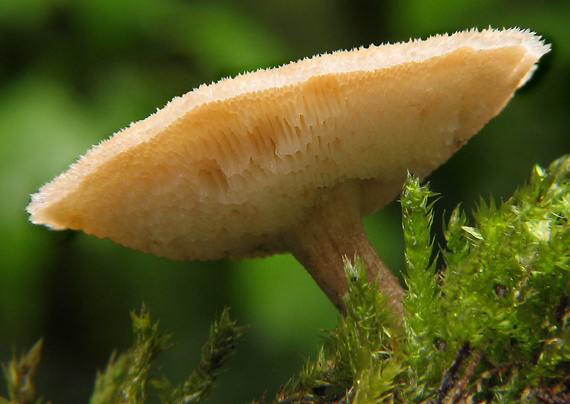 trúdnik plástovitý Lentinus arcularius (Batsch) Zmitr.