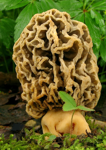 smrčok jedlý Morchella esculenta (L.) Pers.