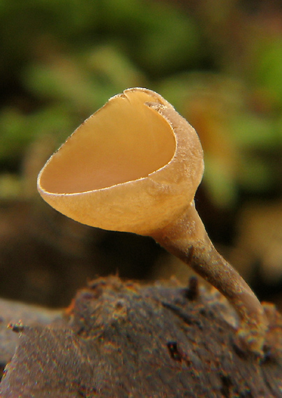 jahňadka hrdzavá Ciboria rufofusca (O. Weberb.) Sacc.