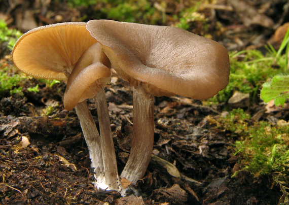 strmuľka voňavá Clitocybe fragrans (With.) P. Kumm.