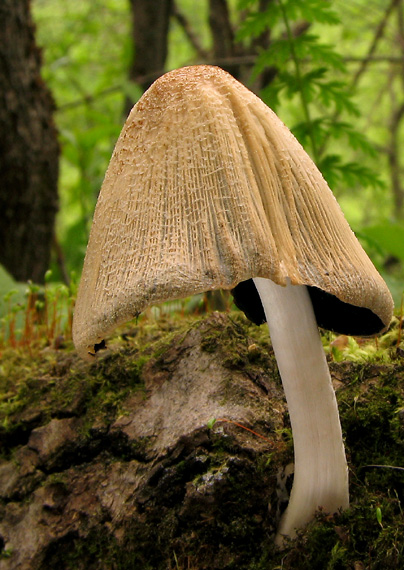 hnojník okrový Coprinellus domesticus (Bolton) Vilgalys, Hopple & Jacq. Johnson