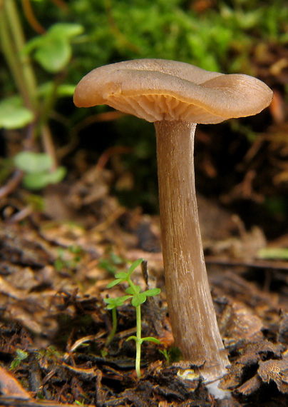 strmuľka voňavá Clitocybe fragrans (With.) P. Kumm.