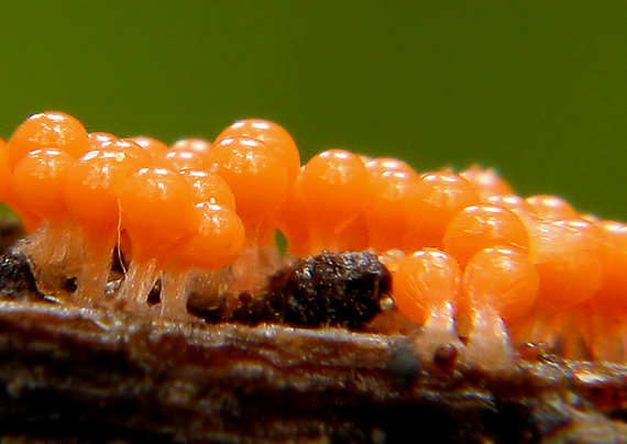 vlasnačka Trichia decipiens var. decipiens (Pers.) T. Macbr.