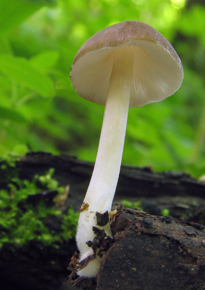 štítovka Pluteus Sp.