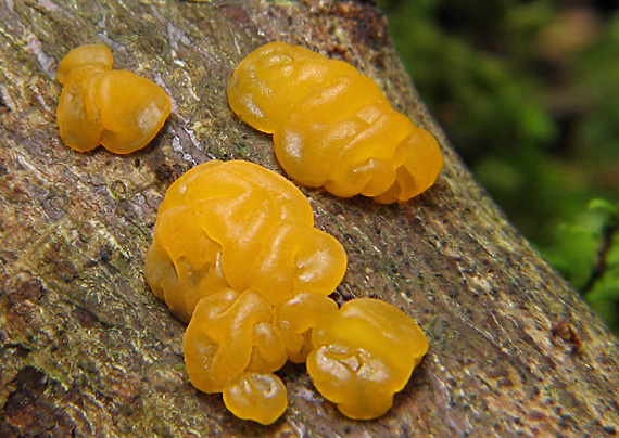 slzovec rôsolovitý Dacrymyces stillatus Nees