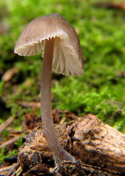 prilbička Mycena sp.