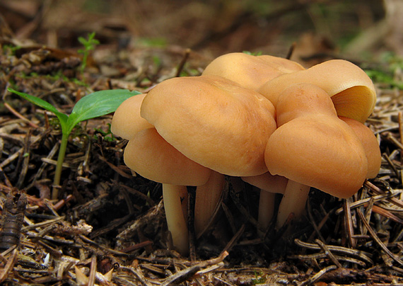 peniazovka hnedá Gymnopus ocior (Pers.) Antonín & Noordel.