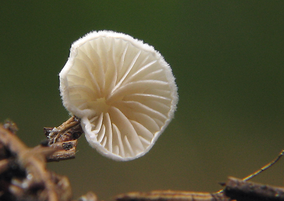 pahliva premenlivá Crepidotus variabilis (Pers.) P. Kumm.