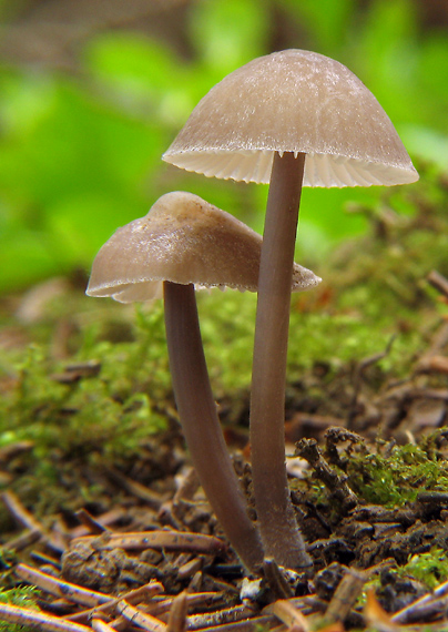 prilbička hnedosivá Mycena tintinnabulum (Paulet) Quél.