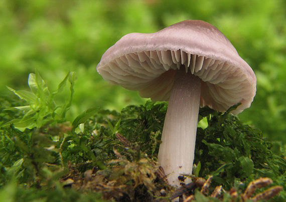 prilbička reďkovková Mycena pura (Pers.) P. Kumm.