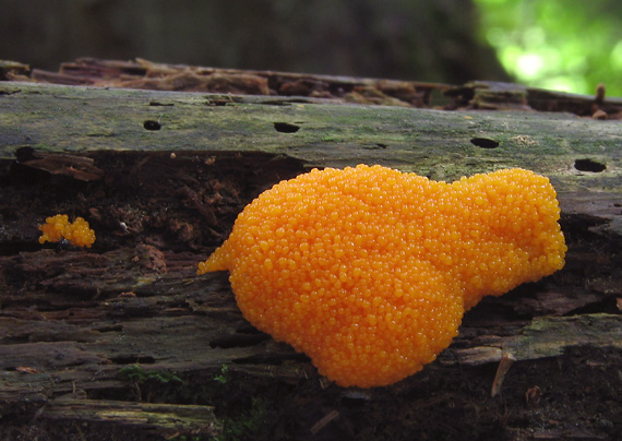 zlepníček jahodovitý Tubifera ferruginosa (Batsch) J.F. Gmel.