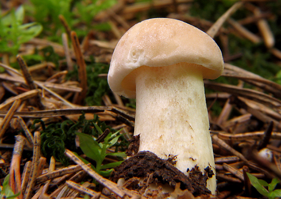 hodvábnica veľká? Entoloma sinuatum?