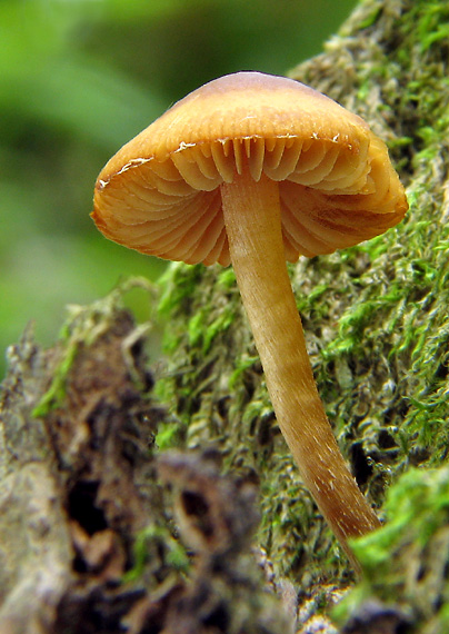 šupinovec? Gymnopilus sp.