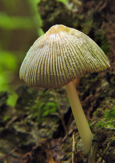 hnojník Coprinus sp.