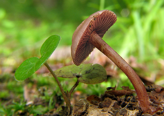 prilbička zúbkovaná Mycena pelianthina (Fr.) Quél.