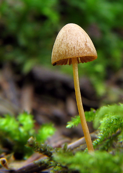 kapucňovec Conocybe sp.