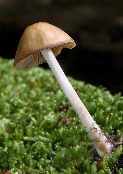 drobuľka Psathyrella sp.