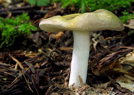 plávka modrastá Russula cyanoxantha (Schaeff.) Fr.