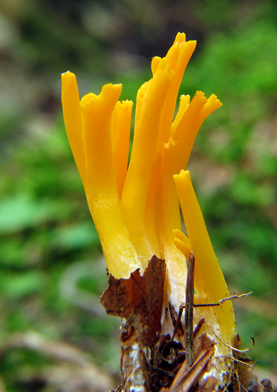 parôžkovec lepkavý Calocera viscosa (Pers.) Fr.