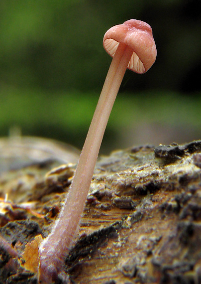 prilbička krvavá Mycena sanguinolenta (Alb. & Schwein.) P. Kumm.