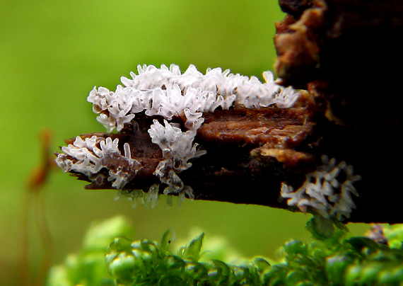 rohačka kríčkovitá Ceratiomyxa fruticulosa var. fruticulosa (O.F. Müll.) T. Macbr