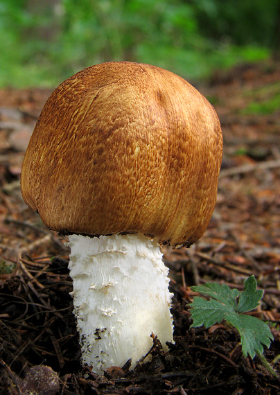 pečiarka obrovská Agaricus augustus Fr.