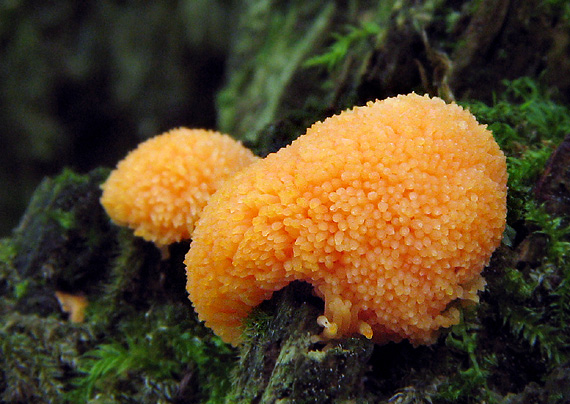 zlepníček jahodovitý Tubifera ferruginosa (Batsch) J.F. Gmel.