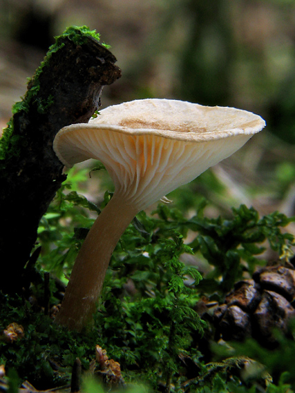 strmuľka lievikovitá Clitocybe gibba (Pers.) P. Kumm.