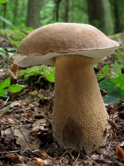 hríb dubový Boletus reticulatus Schaeff.