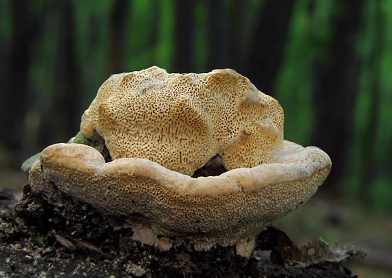 trúdnikovec hrbatý Trametes gibbosa (Pers.) Fr.