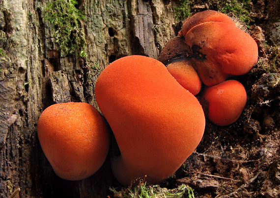 pečeňovec dubový Fistulina hepatica (Schaeff.) With.