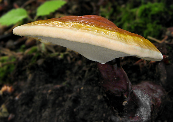 lesklokôrovka obyčajná Ganoderma lucidum (Curtis) P. Karst.