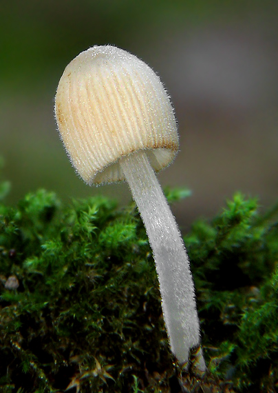 hnojník rozsiaty Coprinellus disseminatus (Pers.) J.E. Lange