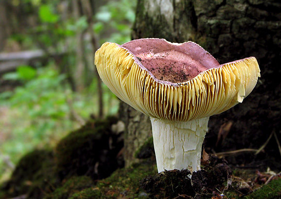 plávka Russula sp.