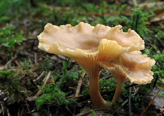 strmuľka Clitocybe sp.